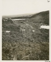 Image of Caribou